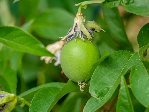 Wird die Passionsblume optimal überwintert, kann man bei manchen Arten auch die Früchte genießen
