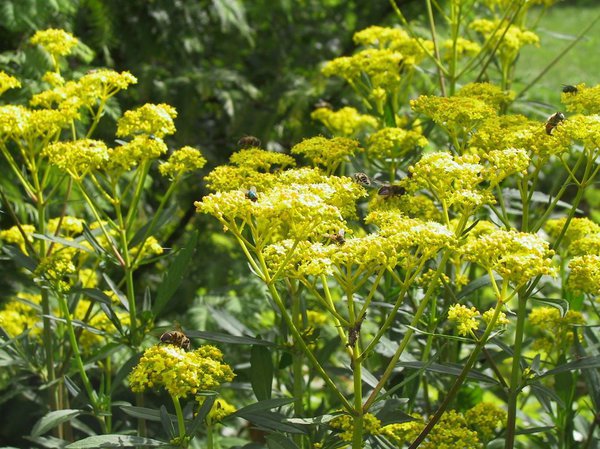 Patrinia scabiosifolia