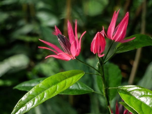 Pavonia multiflora