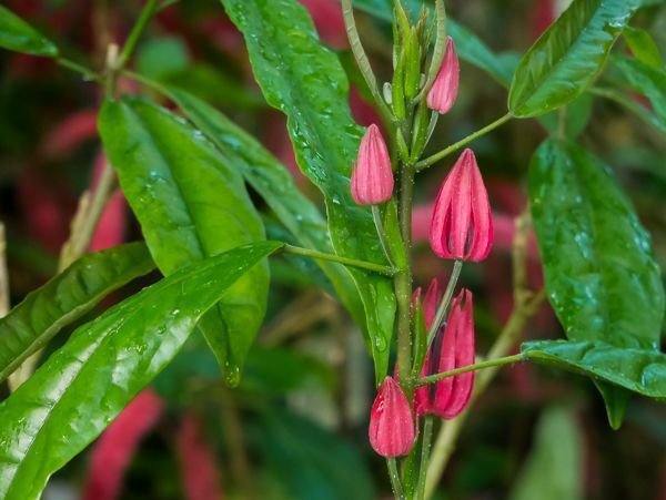 Pavonia multiflora