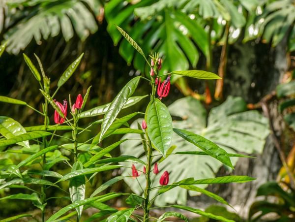 Pavonia multiflora