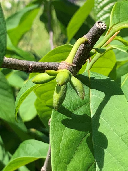 Pawpaw Fruchtanstze, Indianerbanane, Asimina triloba, Lubera