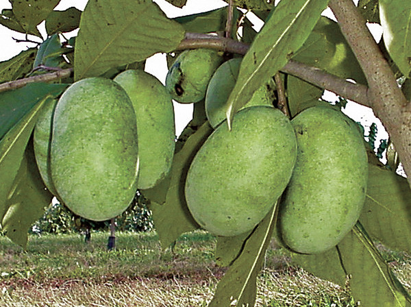 Pawpaw Shenandoah - Frchte