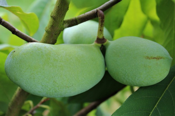 Unreife Asimina-Früchte am Baum