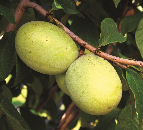 Pawpaw Susquehanna - Pawpaw mit riesigen Frchten