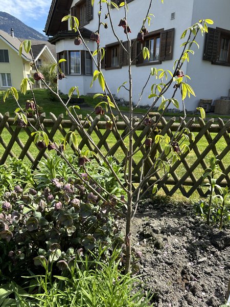 Pawpaw schneiden, Indianerbanane, Asimina triloba, Lubera