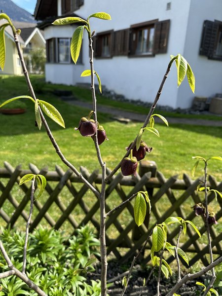 Pawpaw schneiden, Indianerbanane, Asimina triloba, Lubera