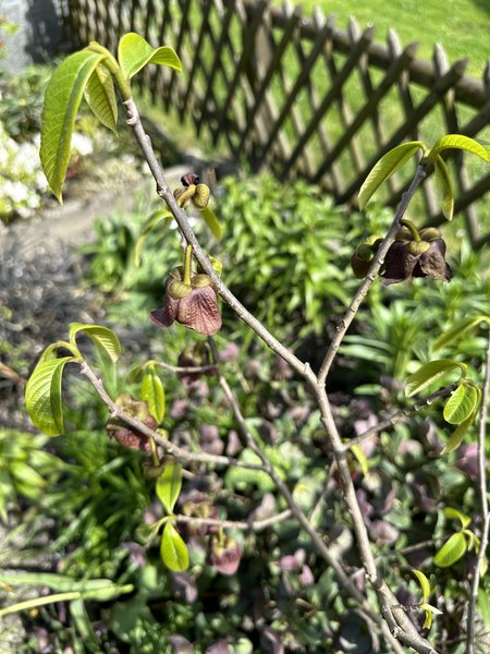 Pawpaw schneiden, Indianerbanane, Asimina triloba, Lubera