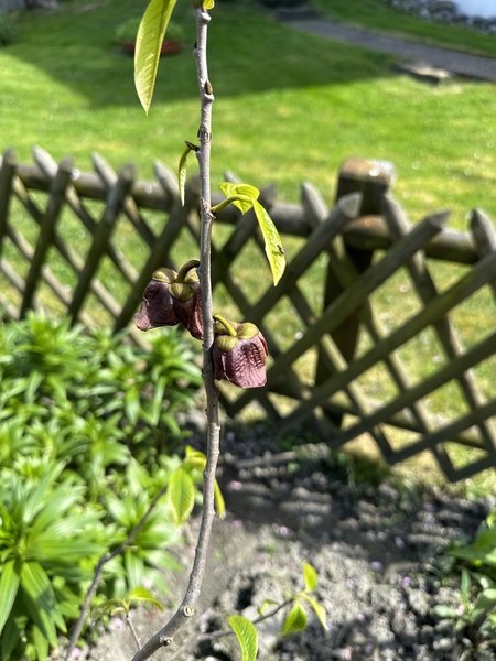 Pawpaw schneiden, Indianerbanane, Asimina triloba, Lubera