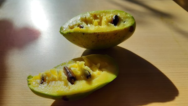 Pawpaw Prima, Asimina triloba, Frucht