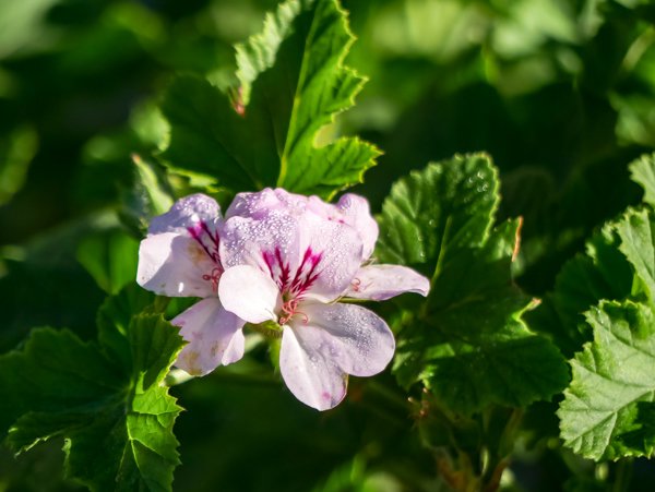 Während des ganzen Winters kann man sich auf die Pelargonien Blüte freuen