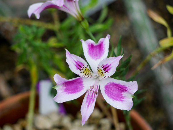 Pelargonien berwintern lohnt sich!