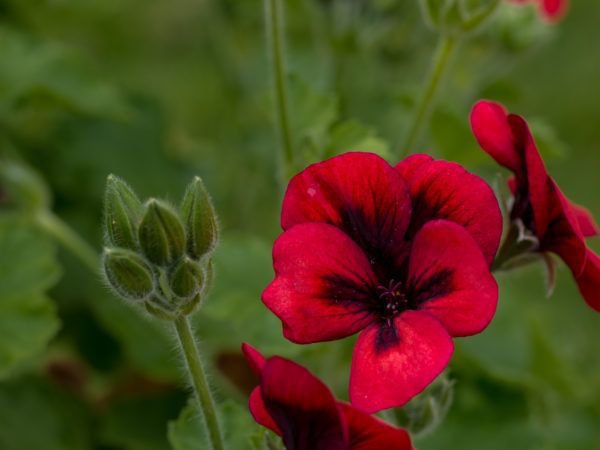 Pelargonien in leuchtendem Rot