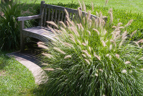 Pennisetum hameln Lubera