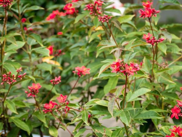 Jatropha integerrima