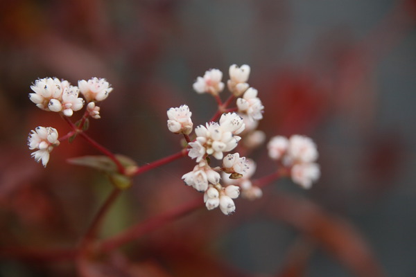 Persicaria microcephala 'Red Dragon'