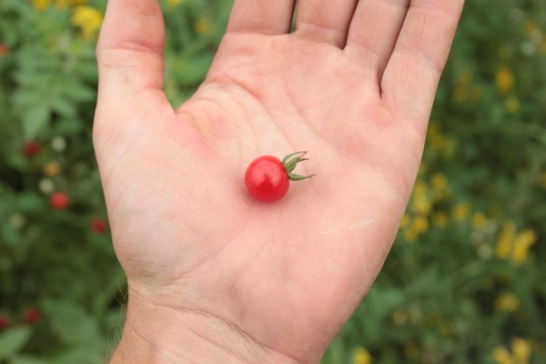 Tomatenpflanze, Peruanische Wildtomate (Solanum lycopersicum peruvianum ), Lubera