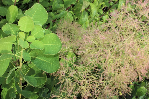 Cotinus coggygria Young Lady Perckenstrauch