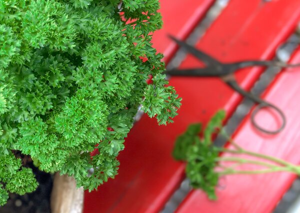 Petroselinum crispum Grandeur, Persilie, Peterli, 1,3L-Topf