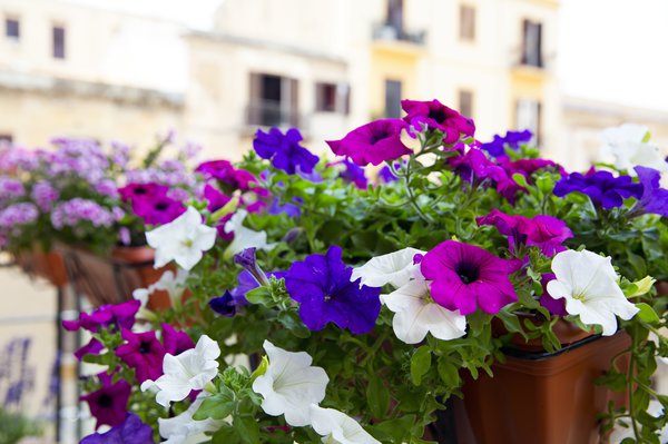 Close up of a colorful petunias plant