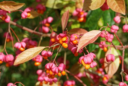 Pfaffenhütchen (Euonymus europaeus) im Spätsommer