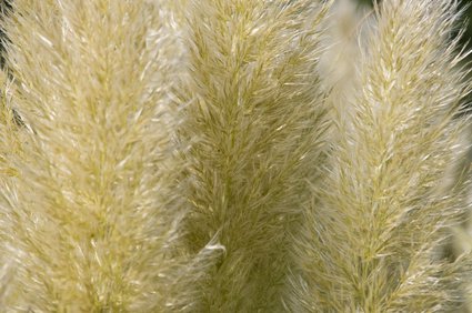 Pfeifengras Heidebraut (Molinia caerulea)