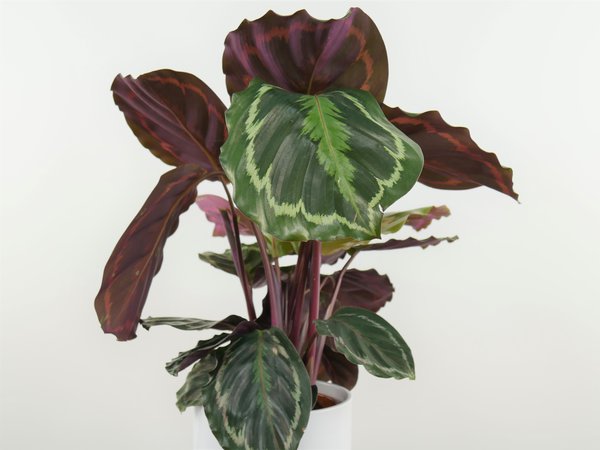 Pfeilwurz, Maranta (Calathea Medallion)