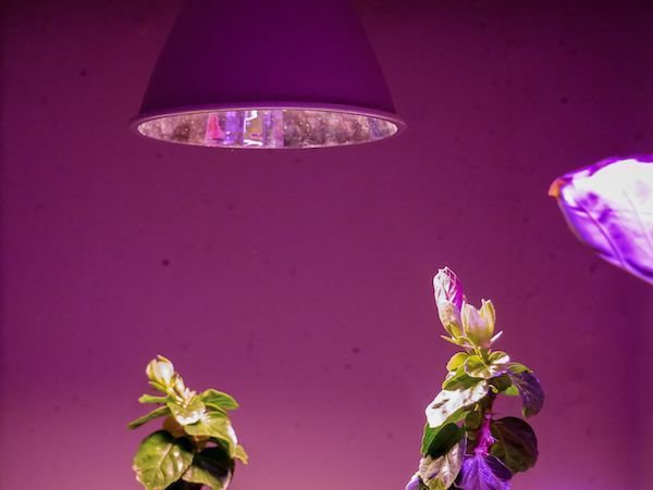 Typisches Violett einer Pflanzenlampe