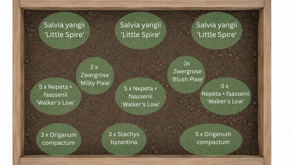 Staudenbeet f&uuml;r Hitze und Trockenheit, Pflanzplan f&uuml;r das Staudenbeet Glut & Gloria mit den Pflanzen: Zwergrose 'Blush Pixie', Zwergrose 'Milky Pixie', Nepeta faassenii 'Walker?s Low', Stachys byzantina, Salvia yangii 'Blue Spire' und Origanum compactum