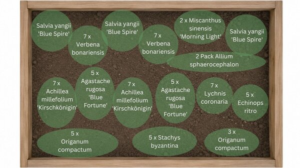 Pflanzplan f&uuml;r Staudenbeet ?Hitzk&ouml;pfchen?  f&uuml;r Hitze und Trockenheit mi den Pflanzen  Echinops rotro, Miscanthus sinensis 'Morning Light', Salvia yangii 'Blue Spire', Agastache rugosa 'Blue Fortune', Verbena bonariensis, Lychnis coronaria, Allium sphaeroc