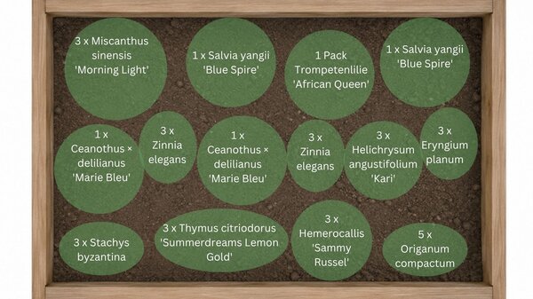 Staudenbeet f&uuml;r Hitze und Trockenheit, Pflanzplan 'Hitzeheldinnen' f&uuml;r folgende Pflanzen: Thymus citriodorus 'Summerdreams Lemon Gold', Stachys byzantina, Salvia yangii 'Blue Spire', Miscanthus sinensis 'Morning Light', Eryngium planum, Zinnia elegans, Tr