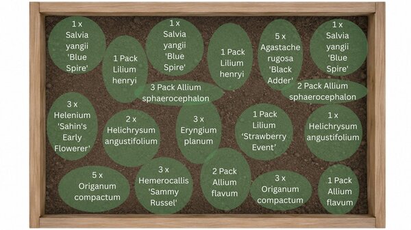 Staudenbeet ?Durststrecke Deluxe? f&uuml;r Hitze und Trockenheit, Pflanzplan '' f&uuml;r folgende Pflanzen: Lilium #Strawberry Event', Lilium henryi, Agastache rugosa 'Black Adder', Origanum compactum, Salvia yangii, Helenium 'Sahin's Early Flowerer', Allium sphaer