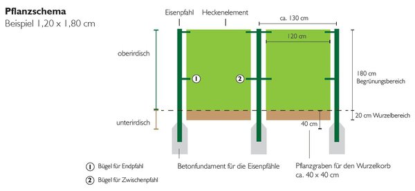 Fertighecke, Pflanzanleitung