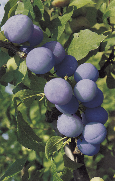 Zwetschgenbaum pflanzen Pflaumenbaum Blaue Pflaume Belle de Paris Lubera