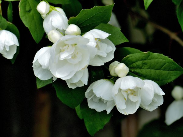 Philadelphus 'Virginal', Gartenjasmin, Hinrichs, XXL Pflanze