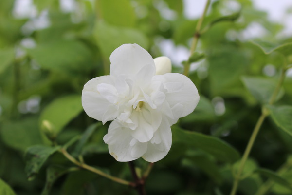 Bauernjasmin, pfeifenstrauch