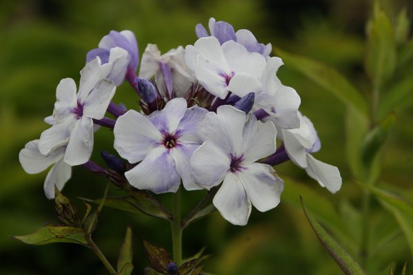 Phlox paniculata Flame-Serie 'Blue Flame'  -R-