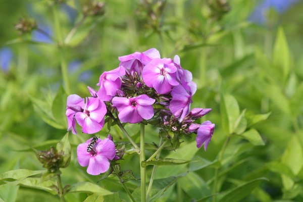 Phlox Lilac Flame