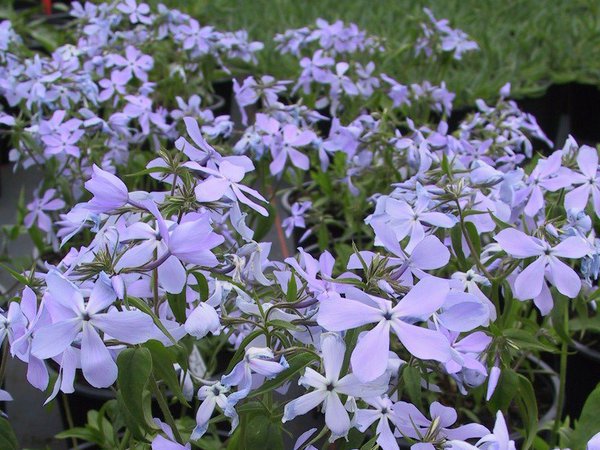 Phlox divaricata Clouds of Perfume