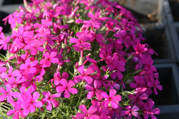 Phlox douglasii 'Crackerjack'