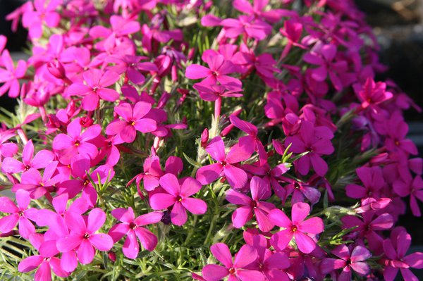 Phlox douglasii Crackerjack