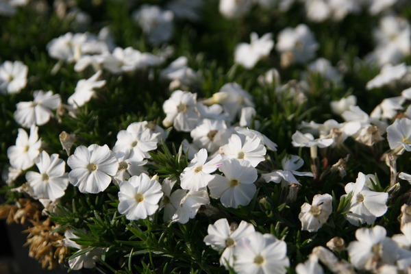 Phlox douglasii White Admiral