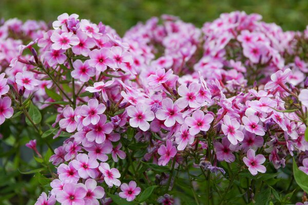 Phlox paniculata 'Early Lavender Pop'