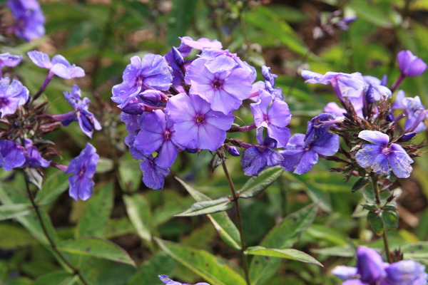 Phlox 'Blue Paradise'