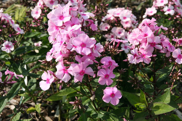 Phlox paniculata 'Landhochzeit'