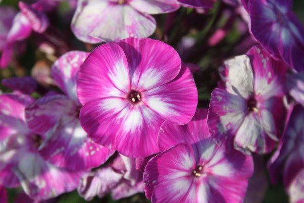 Phlox paniculata 'Uspech'