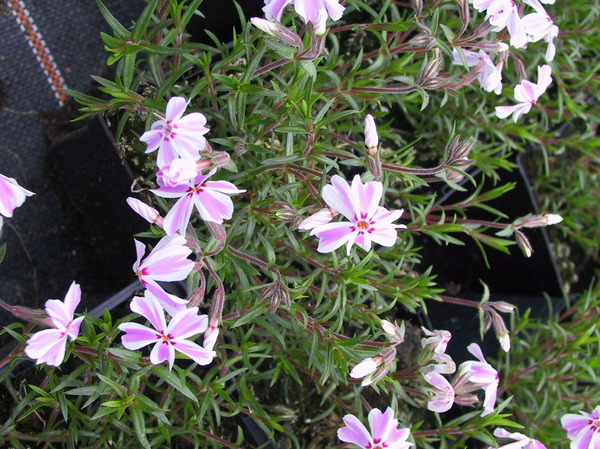 Phlox subulata 'Candy Stripes'