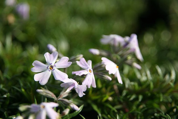 Phlox subulata 'Early Spring Lavender'