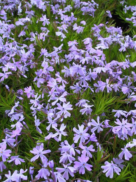 phlox subulata emerald cushion blue lubera