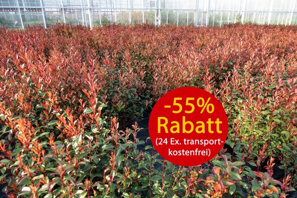 Hecken-Palette, Photinia Carre Rouge, Superpreis, April 2025
